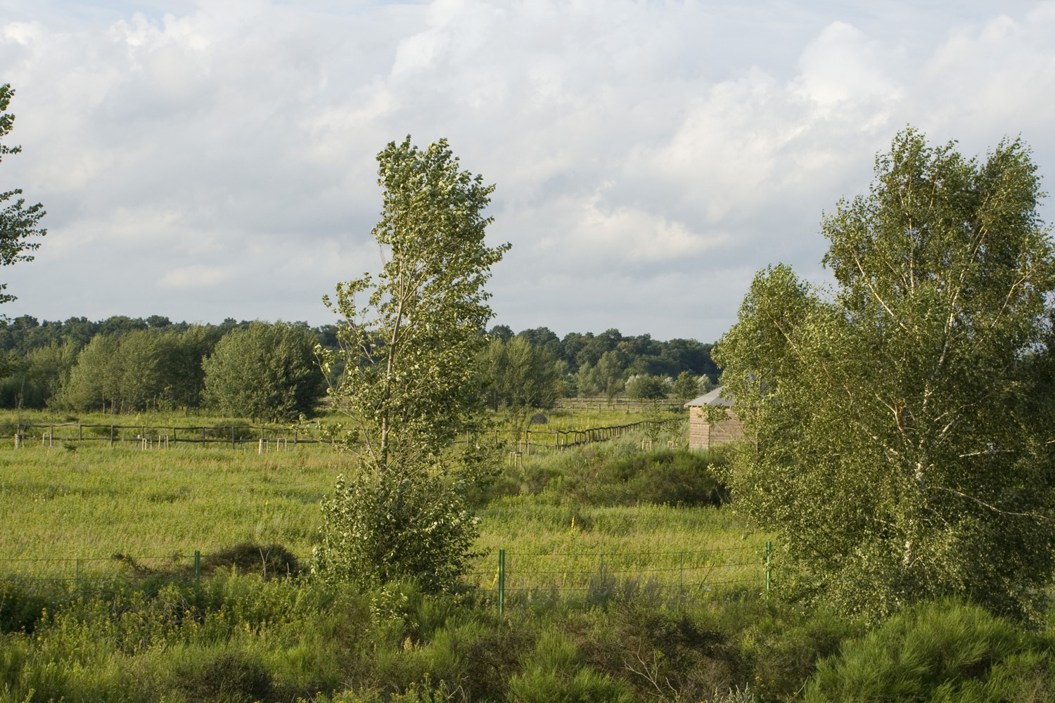 Heide