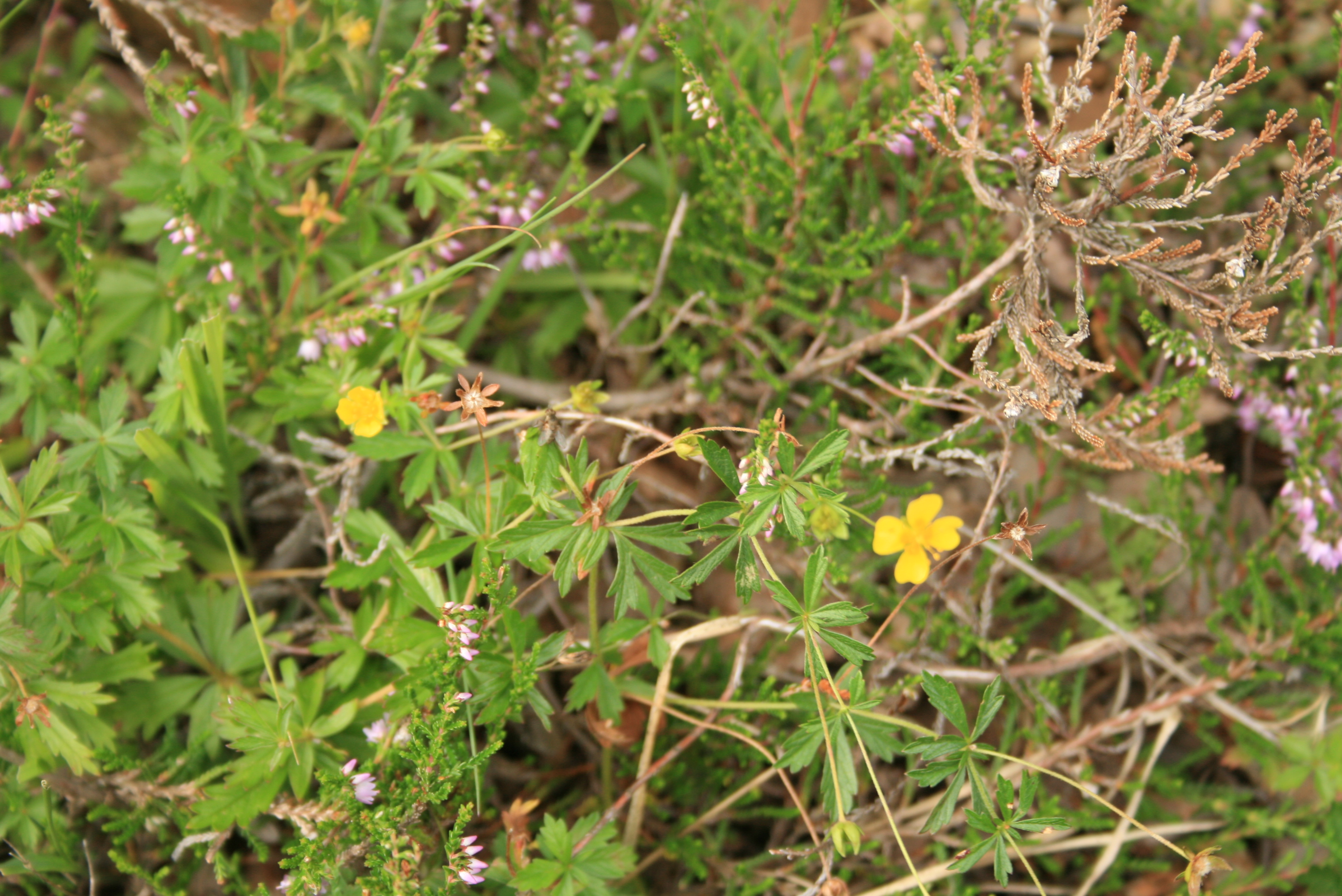 blomster