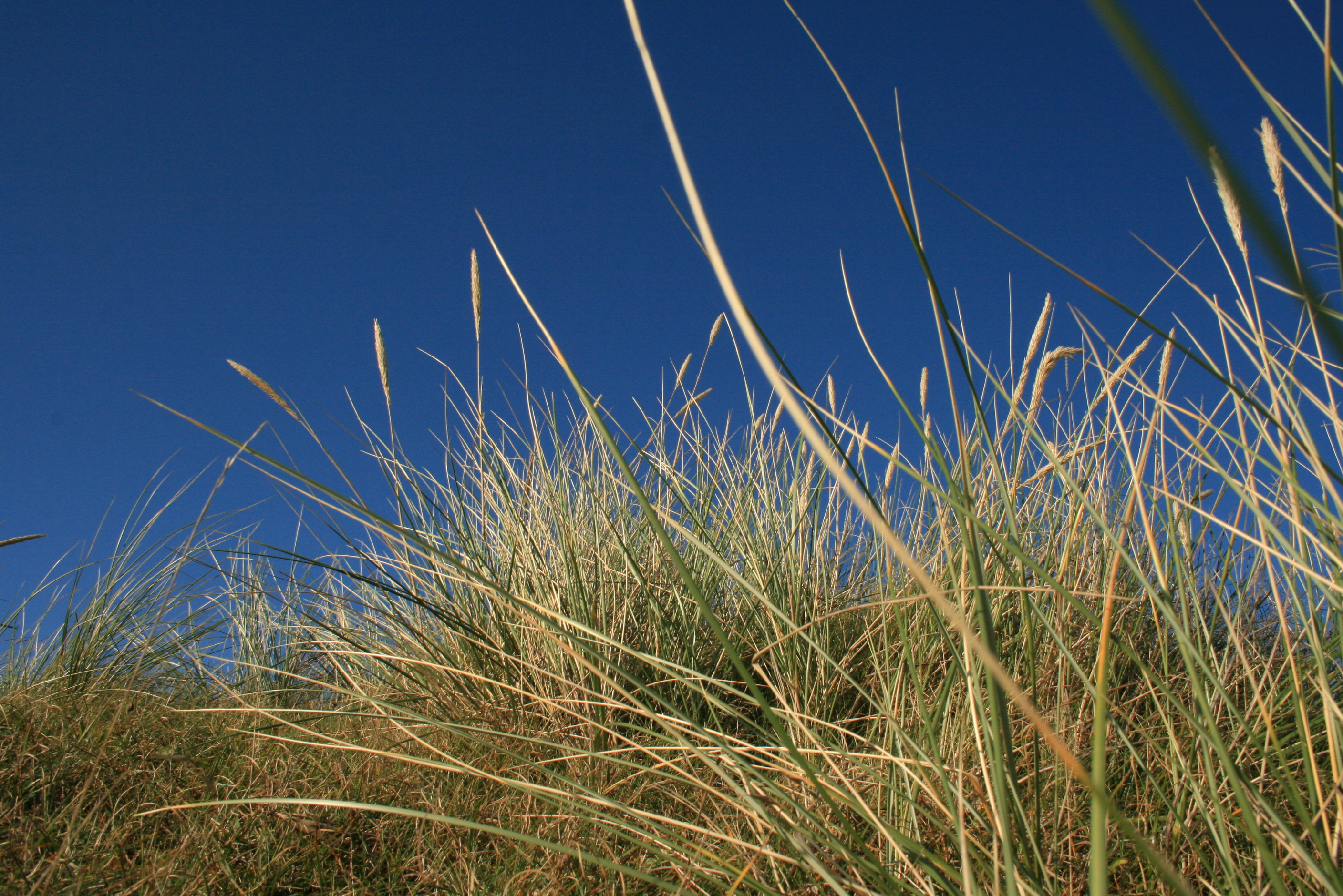 stranden